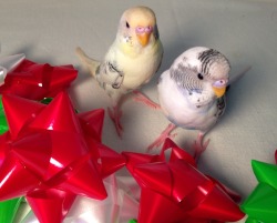 pepperandpals:  Budgies and bows   Budgies just look like they