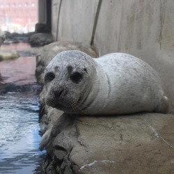 neaq:  The welcoming committee on the Aquarium’s front plaza