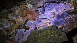 steepravine:  Purple Fungus At Night! I went on a night hike