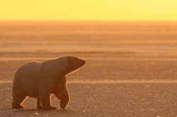 getawildlife:  Kaktovik - Alaska - Polar bear (by Impisi) 