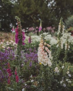 jacindaelena: Great Chalfield Manor by Monalogue