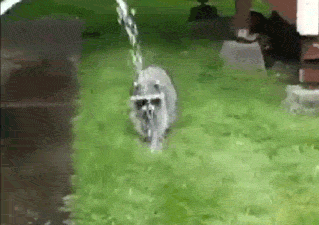 why-animals-do-the-thing:  gifsboom:  Raccoon gifs  Someone submitted