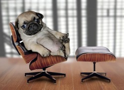 alecstasy:LOOK AT THIS PUG SITTING IN A CHAIR LIKE IS IT A GIANT