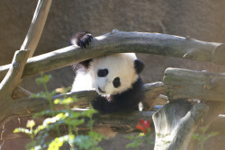 fuckyeahgiantpanda:  Xiao Liwu at the San Diego Zoo, California,