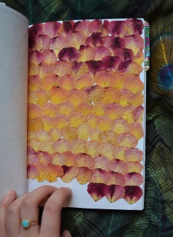 chic-ahh-go:  Sketchbook Page 59 Pressed rose petals. I had a