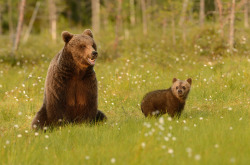 fuck-yeah-bears:  Full Of Attention by Harry Eggens