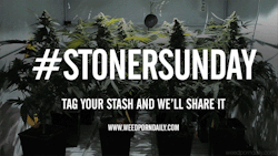 weedporndaily:  Happy Stoner Sunday!Tag your stash #stonersunday