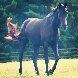 thecrazybestfriends:  En-Toute-Modestie🐴💕👌 on We Heart