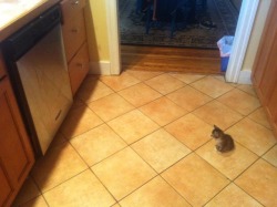 awwww-cute:   I turned on the dishwasher and she just sat there