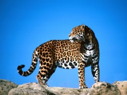 panthxra:  fyanimaldiversity:  Jaguar (Panthera onca) Your average
