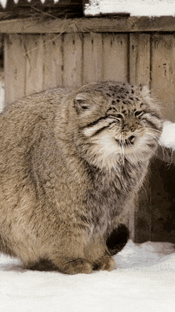 blondebrainpower:  Pallas’s Cat is a small wild cat that thrives