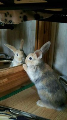 thedailybunnies: Who’s the most beautiful bunny… you are,