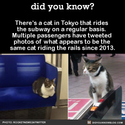 did-you-kno:  There’s a cat in Tokyo that rides  the subway