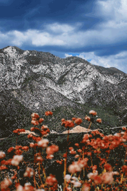 leahberman: a dream of spring angeles national forest, california