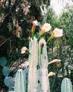 sfgirlbybay:  my fondness for the california cacti doesn’t