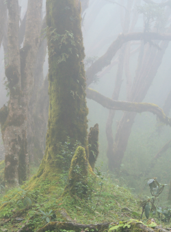 absinthius:  The Foggy Jungle by William Levassor 