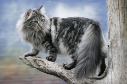  NORWEGIAN FOREST CATS 