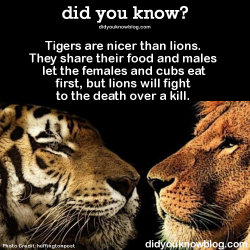 did-you-kno:  Tigers are nicer than lions. They share their food