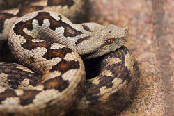 funkysafari:  Horned Viper by Arkku