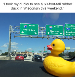 tastefullyoffensive:  Ducky Meets the World’s Largest Rubber