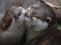 otterkingdom:    There are few things that’s forever, my lady   Method Man 