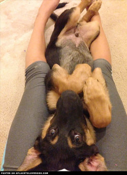 aplacetolovedogs:  Adorable German Shepherd puppy wants more