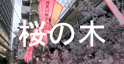 httpkitsune:    Cherry Blossoms at Nakameguro, Tokyo - 目黒川の桜