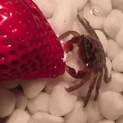 sixpenceee:Here’s a tiny crab eating a strawberry just in case