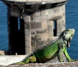 creepicrawlies:  San Juan, El Morro Iguana submitted by: klemannlee