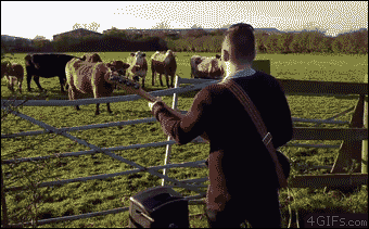 4gifs:  Cows don’t want to rock out to a bass guitar solo.