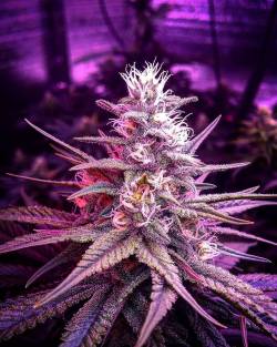 weedporndaily:  Trainwreck is coming along nicely! What is your