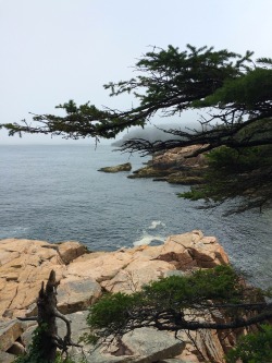 mademoisellelapiquante:  Acadia National Park | Maine | July