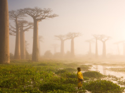 ghostparties:   “These baobab trees on Madagascar are up to