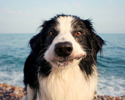 earthlynation:  What’s Up, Pup? by Meg Price 