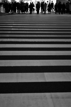 dontrblgme:  zebra (via da_yama) 