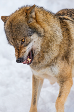 tulipnight:  Wolf looking irritated by Tambako the Jaguar on