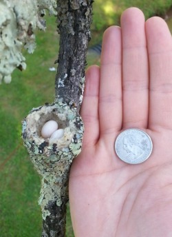 Tiny miracles (a hummingbird nest with eggs, shown with a quarter