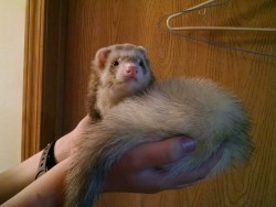 Say hello to my chill weasel  His name is Rambo, but I often