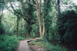 aphelia:  ot35 - moseley bog and joy’s wood (by johnnytakespictures)