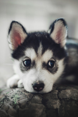 envyavenue:  Sad Times…   D’awww lookit da puppay! ;w;