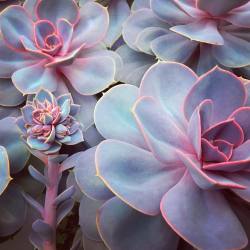 andantegrazioso: Succulent pink lining |  justbeingcon  