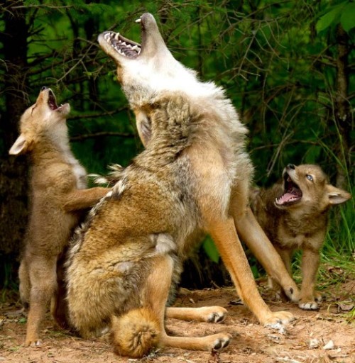 A howling good time (coyote with pups)