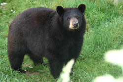 voretiger:  6thhouse: i love this pic of a bear i googled ‘bears’ the other day and saved it and i cant stop looking at it. those ears! that puff! its the perfect bear! 