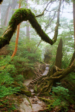 brutalgeneration:  Ancient forest of Yakushima by remcoishere