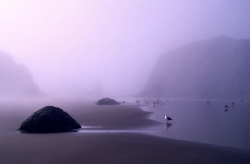 tapist:  John Frisch - Foggy Morning at the Beach 