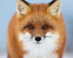 beautiful-wildlife:  Red Fox by Robert Postma 