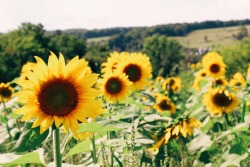without-roots:The day I fell in love with sunflowers was