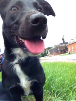 actualdogvines:  Luna / 8 months old Black Lab x German Shepard