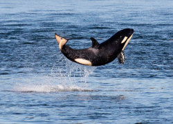 ska-ana:  funnywildlife:    A baby Orca whale leaps out of the