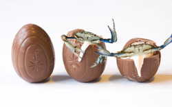 unclefather:  randomitemdrop: Item: Cadbury Crab Eggs. Appear